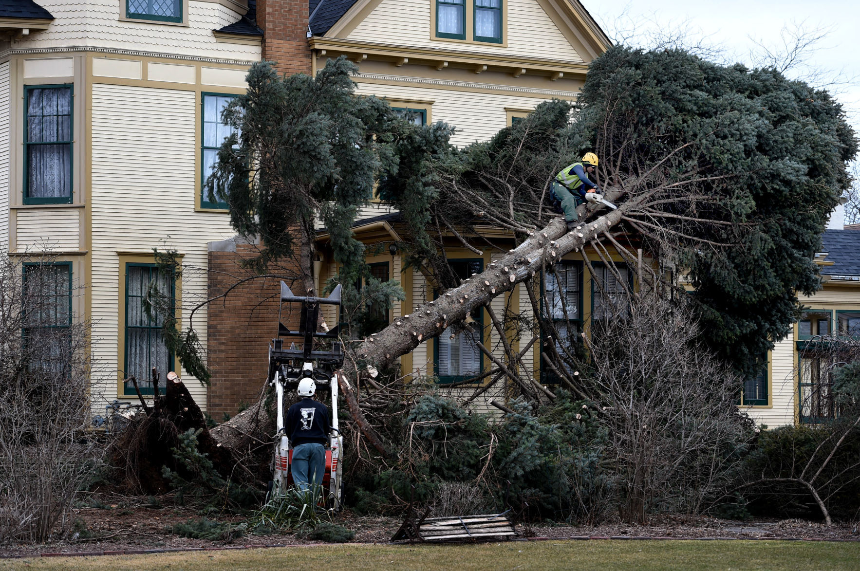 Tree Service